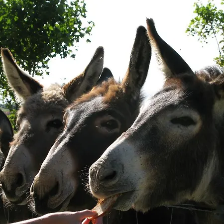 Semesterbostad La Flore Marine