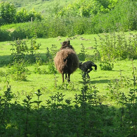 La Flore Marine * Saint-Jouin-Bruneval